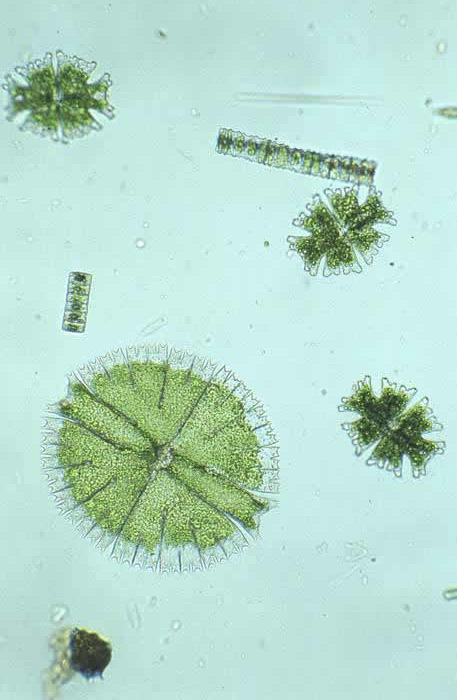 example of species-rich sample